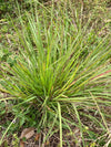 Elliott's Lovegrass (Eragrostis elliottii)