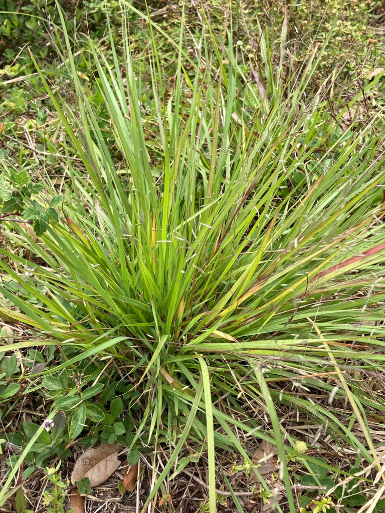 Elliott's Lovegrass (Eragrostis elliottii)