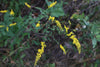 Elm-Leaved Goldenrod (Solidago ulmifolia)