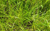 Field Oval Sedge (Carex molesta)