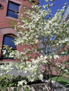 Flowering Dogwood (Cornus florida)