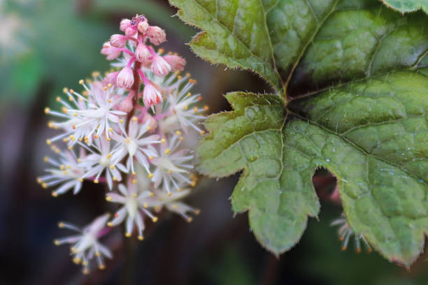 Foamflower (Tiarella cordifolia)