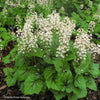 Foamflower 'Brandywine' (Tiarella cordifolia 'Brandywine')