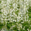 Foamflower 'Running Tapestry' (Tiarella cordifolia 'Running Tapestry')