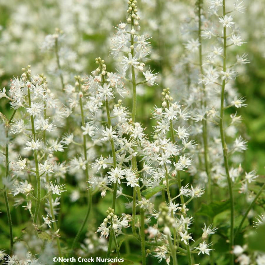 Foamflower 'Running Tapestry' (Tiarella cordifolia 'Running Tapestry')