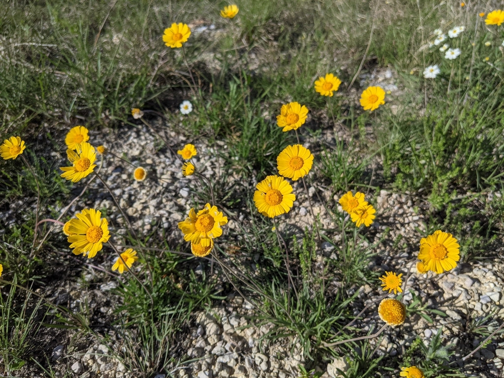 Four-Nerve Daisy (Tetraneuris scaposa)