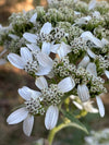 Frostweed (Verbesina virginica)