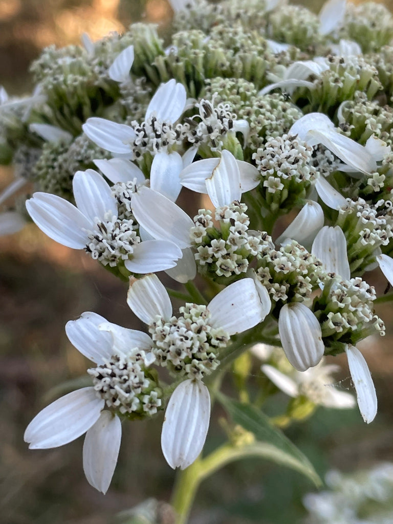 Frostweed (Verbesina virginica)