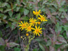 Golden Ragwort (Packera aurea)
