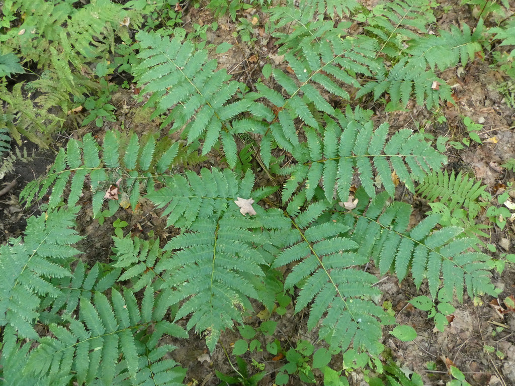 Goldie’s Wood Fern (Dryopteris goldieana)
