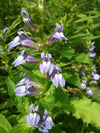Great Blue Lobelia (Lobelia siphilitica)