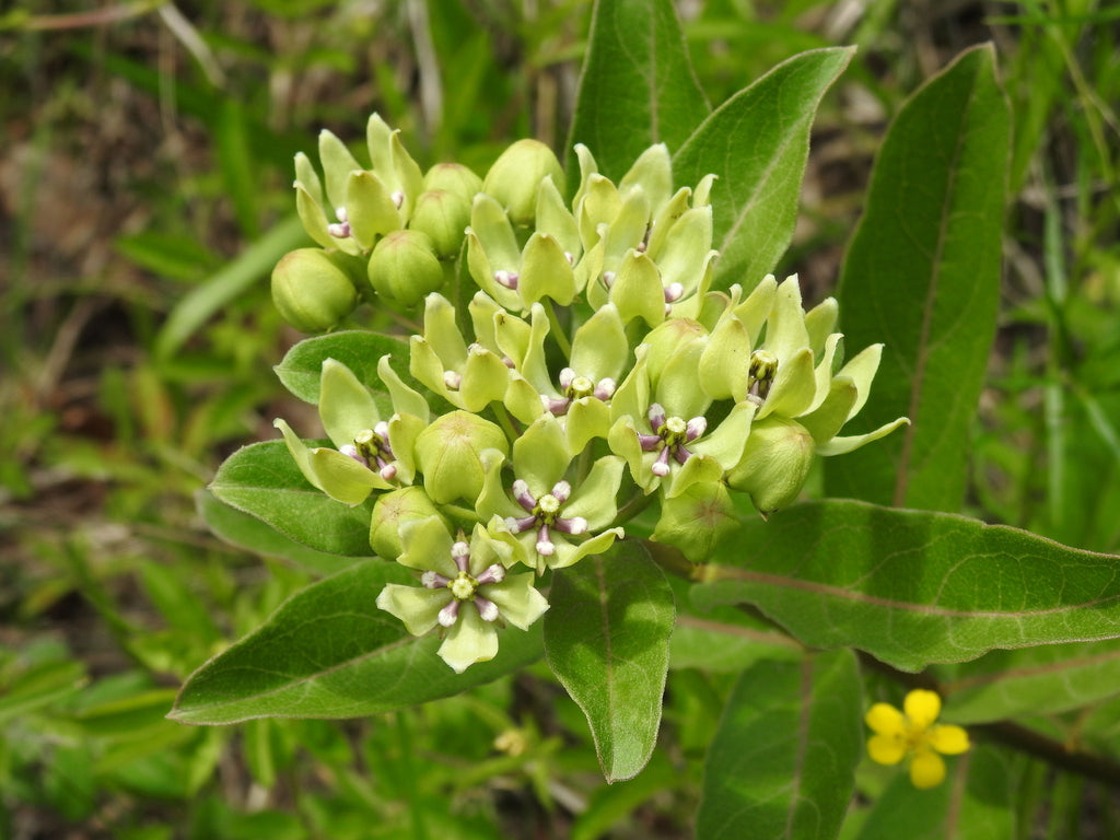 Spider Milkweed (Asclepias viridis)