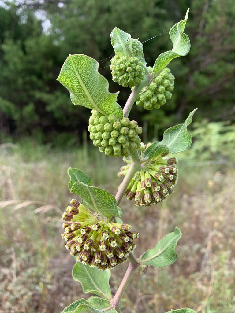 Green Comet Milkweed (Asclepias viridiflora)
