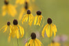 Grey-Headed Coneflower (Ratibida pinnata)