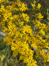 Old Field Goldenrod (Solidago nemoralis)