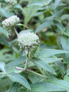 Hairy Mountain Mint (Pycnanthemum verticillatum var. pilosum)