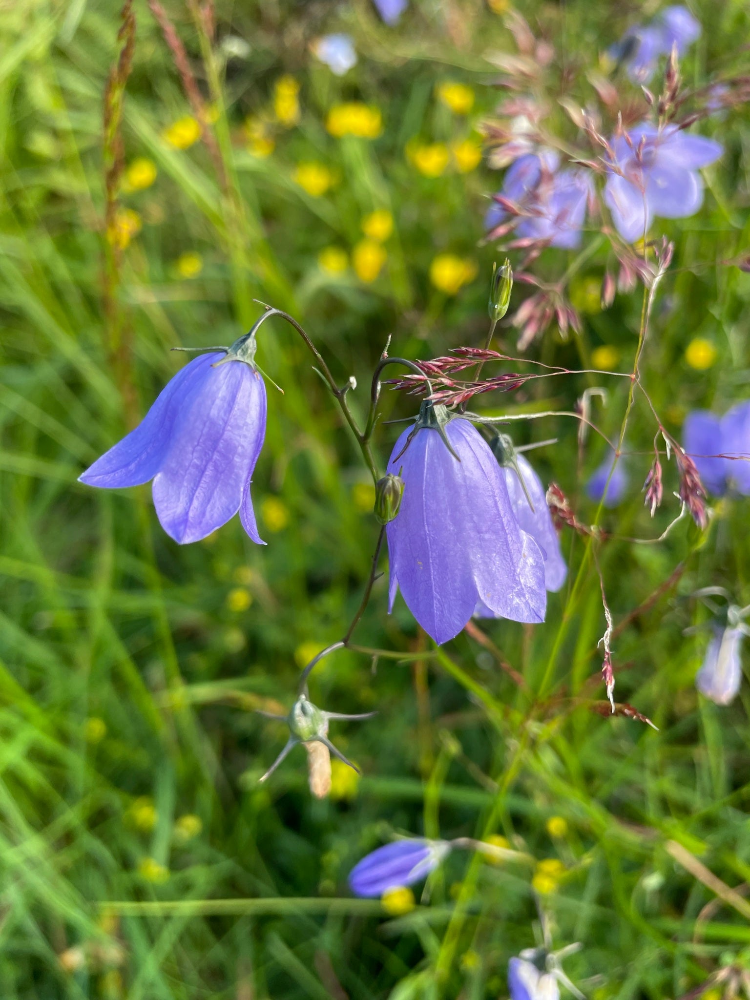 Harebell (Campanula rotundifolia)