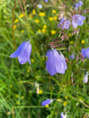 Harebell (Campanula rotundifolia)