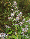 Heart Leaved Aster (Symphyotrichum cordifolium)