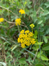 Heartleaf Alexanders (Zizia aptera)