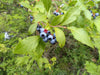 Highbush Blueberry (Vaccinium corymbosum)