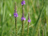Hoary Vervain (Verbena stricta)