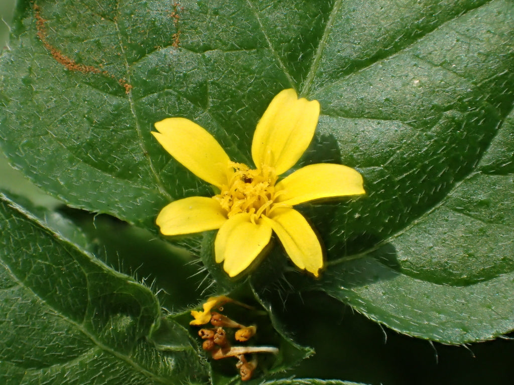Horseherb (Calyptocarpus vialis)