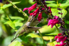 Hummingbird Sage (Salvia spathacea)