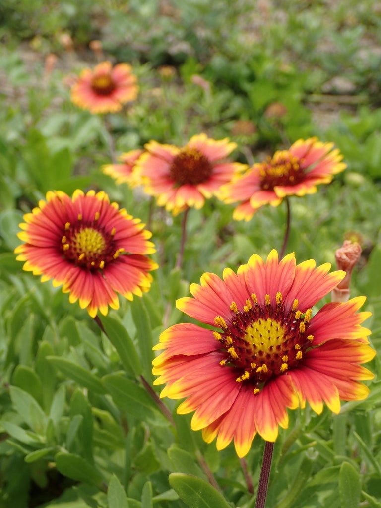 Indian Blanket (Gaillardia pulchella)