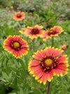 Indian Blanket (Gaillardia pulchella)