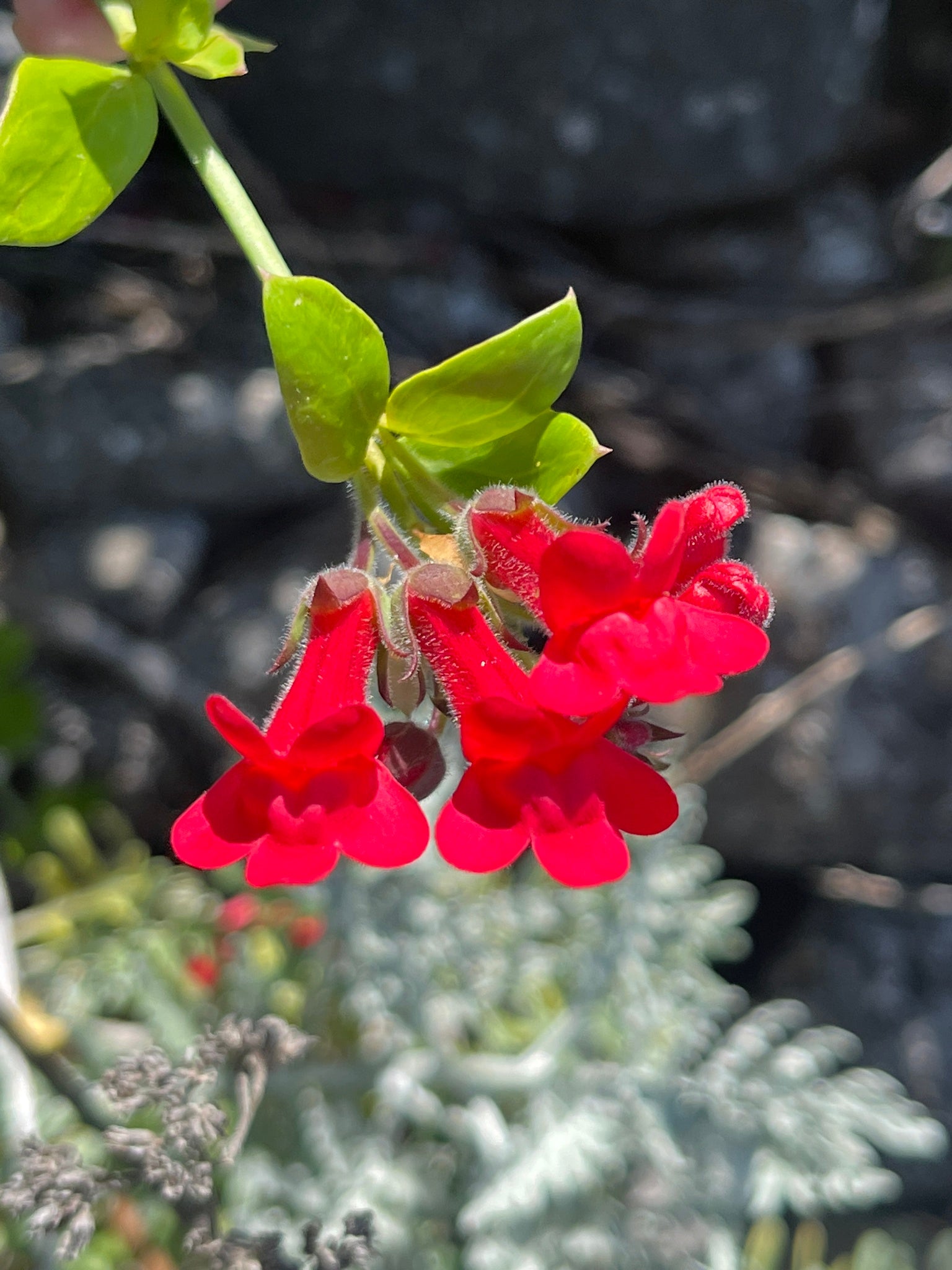 Island Bush Snapdragon (Galvezia speciosa)