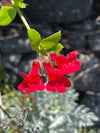 Island Bush Snapdragon (Galvezia speciosa)