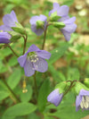 Jacob's Ladder (Polemonium reptans)