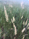 June Grass (Koeleria macrantha)