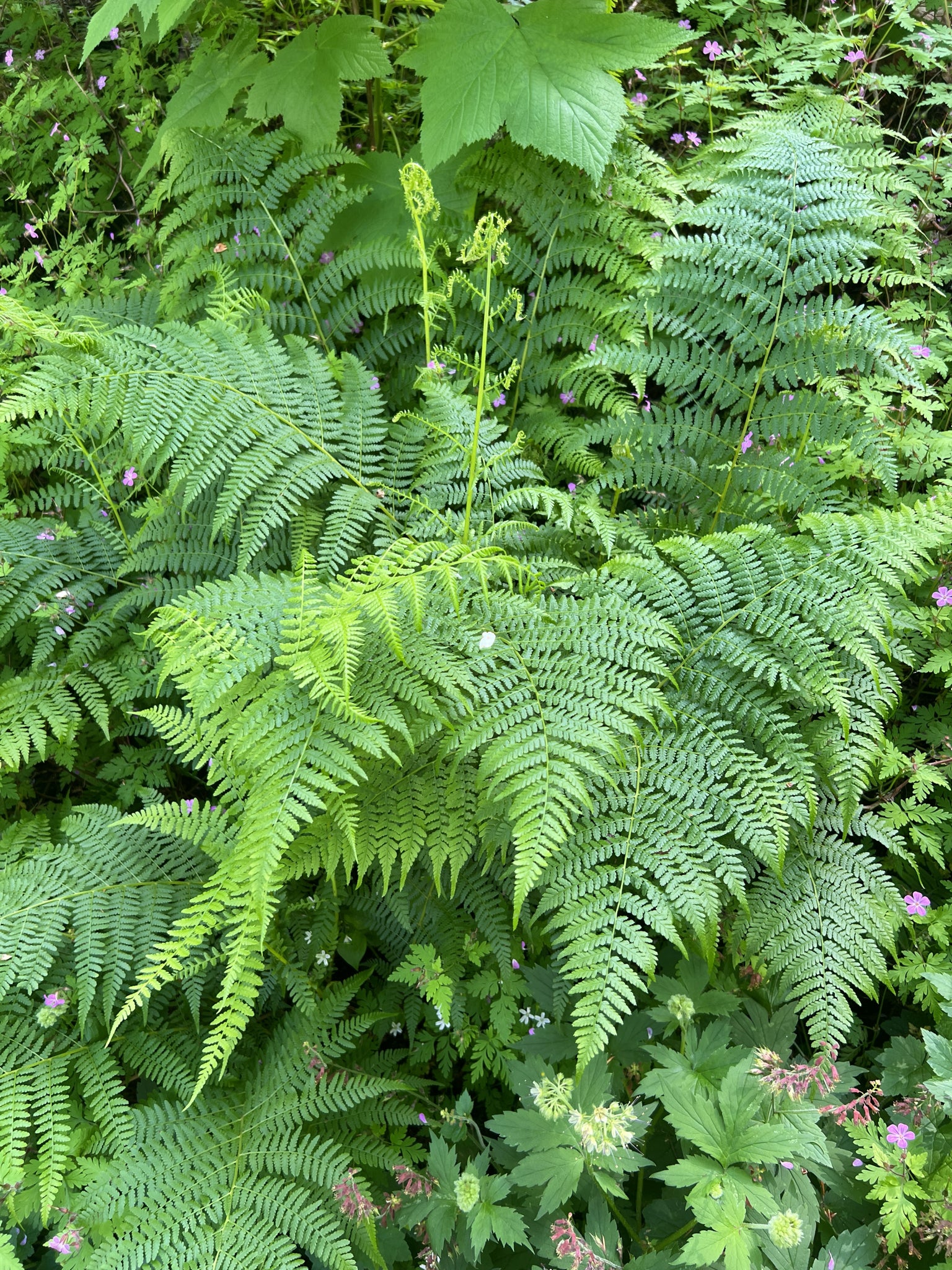 Lady Fern (Athyrium filix-femina)