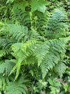 Lady Fern (Athyrium filix-femina)