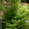 Lady Fern ‘Lady in Red’ (Athyrium angustum 'Lady in Red')