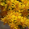California Goldenrod (Solidago velutina californica)