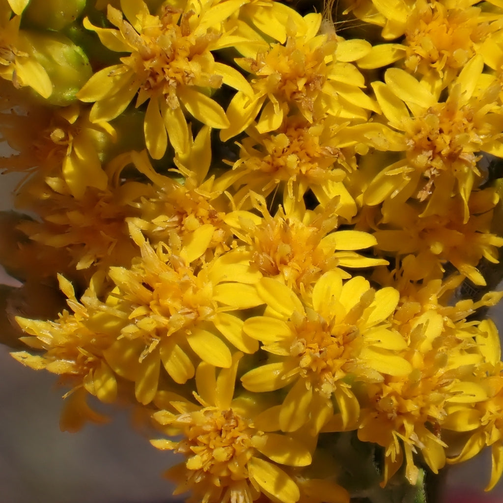 California Goldenrod (Solidago velutina californica)