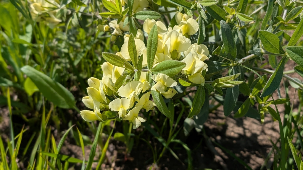 Cream Wild Indigo (Baptisia leucophaea)