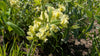 Cream Wild Indigo (Baptisia leucophaea)