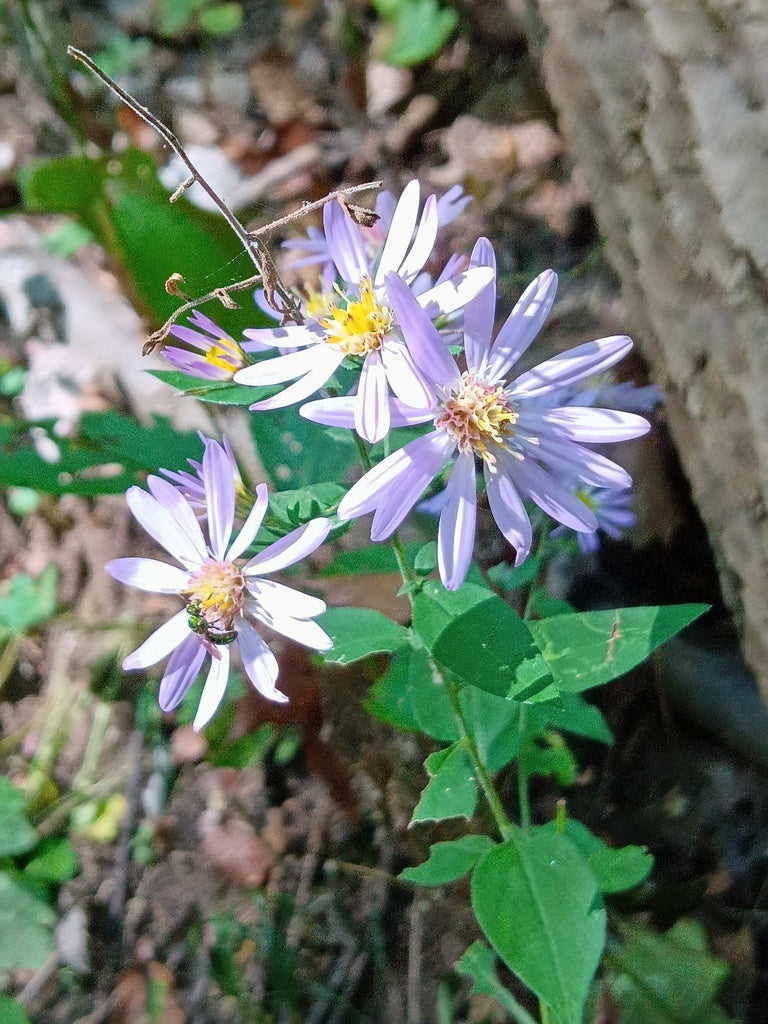 Short's Aster (Symphyotrichum shortii)