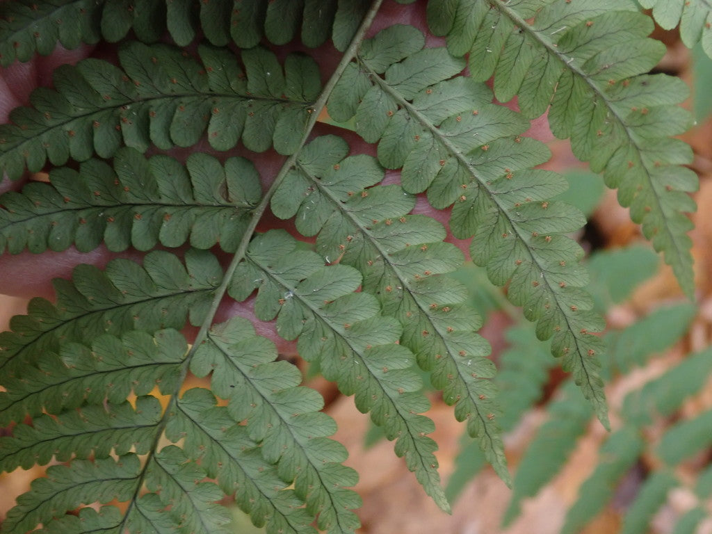 Marginal Wood Fern (Dryopteris marginalis)