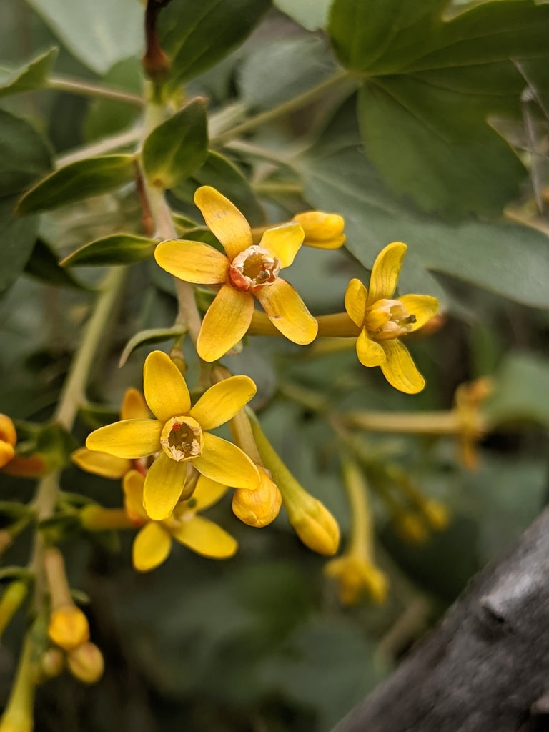 Golden Currant (Ribes aureum)