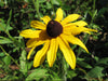 Black-Eyed Susan (Rudbeckia hirta)