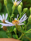 Big-Leaved Aster (Eurybia macrophylla)