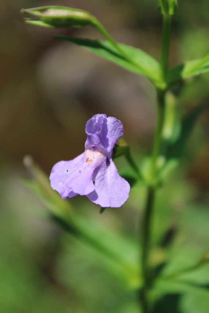 Allegheny Monkeyflower (Mimulus ringens)