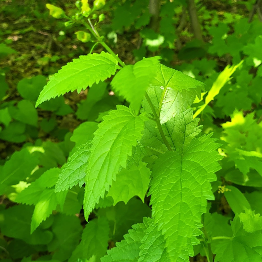 Early Figwort (Scrophularia lanceolata)