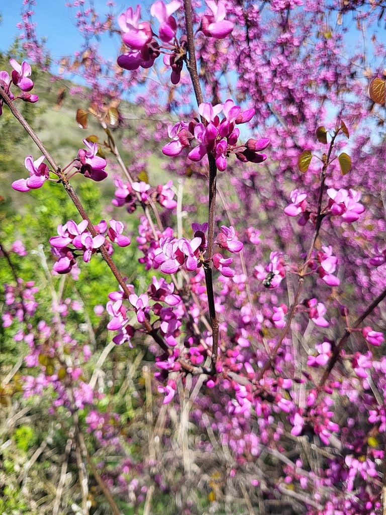 Western Redbud (Cercis occidentalis)