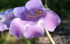 Large-Flowered Penstemon (Penstemon grandiflorus)